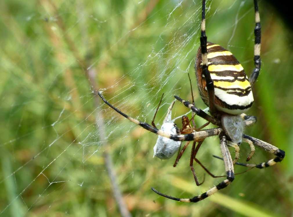 Argiope bruennichi: corteggiamento - S. Teresa G. (OT)